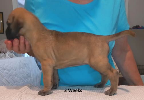 Pup 8 F Boy Tensy Denali, photo 46