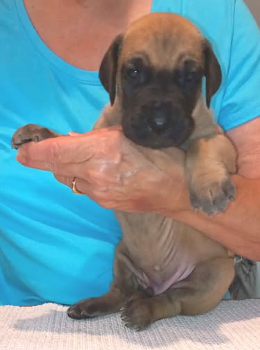 Pup 8 F Boy Tensy Denali, photo 47