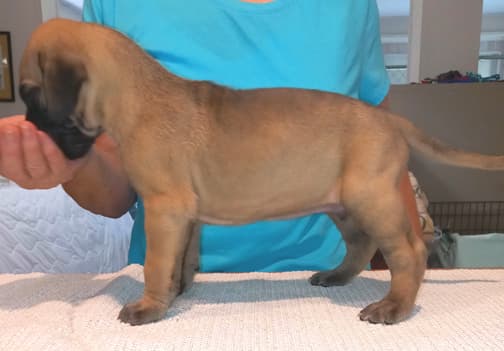 Pup 8 F Boy Tensy Denali, photo 48