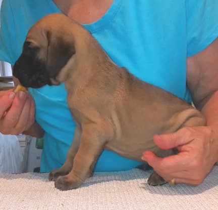 Pup 8 F Boy Tensy Denali, photo 49