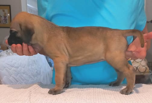 Pup 8 F Boy Tensy Denali, photo 50