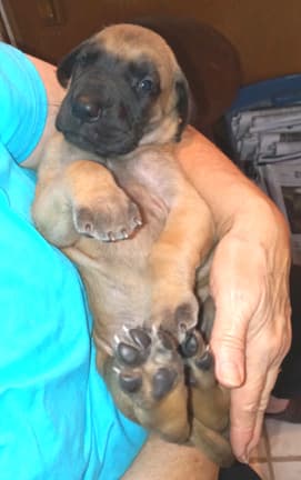 Pup 8 F Boy Tensy Denali, photo 51