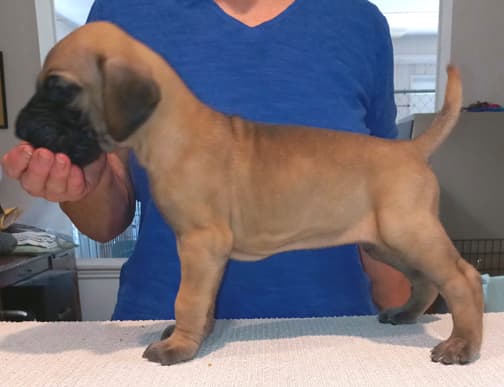 Pup 8 F Boy Tensy Denali, photo 42