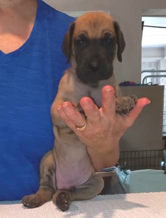 Pup 8 F Boy Tensy Denali, photo 43