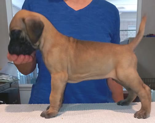 Pup 8 F Boy Tensy Denali, photo 44