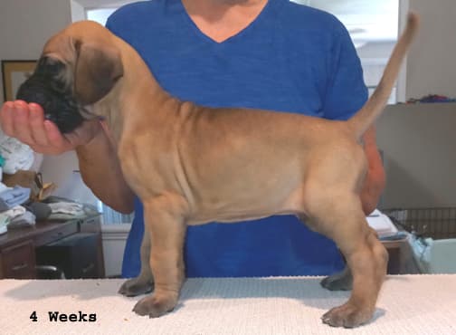 Pup 8 F Boy Tensy Denali, photo 36