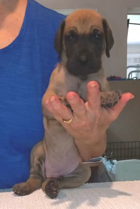 Pup 8 F Boy Tensy Denali, photo 37