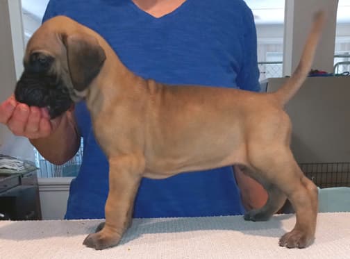 Pup 8 F Boy Tensy Denali, photo 38