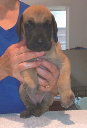 Pup 8 F Boy Tensy Denali, photo 39