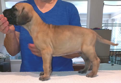 Pup 8 F Boy Tensy Denali, photo 40