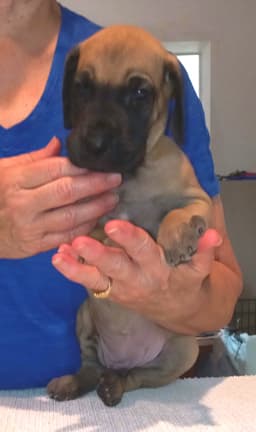 Pup 8 F Boy Tensy Denali, photo 41