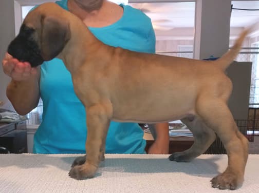 Pup 8 F Boy Tensy Denali, photo 33