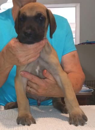 Pup 8 F Boy Tensy Denali, photo 34