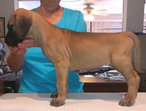Pup 8 F Boy Tensy Denali, photo 35