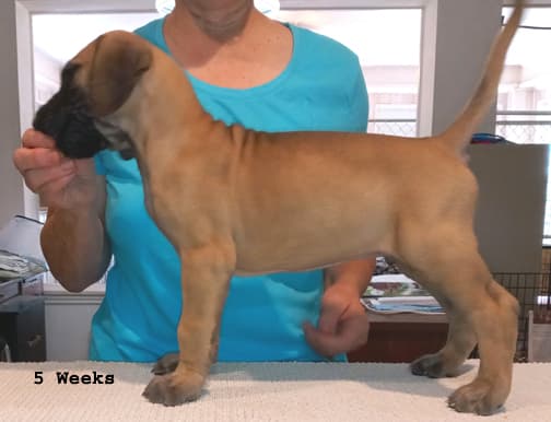Pup 8 F Boy Tensy Denali, photo 27