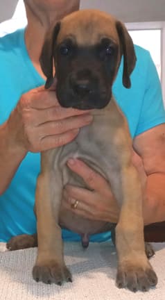 Pup 8 F Boy Tensy Denali, photo 28