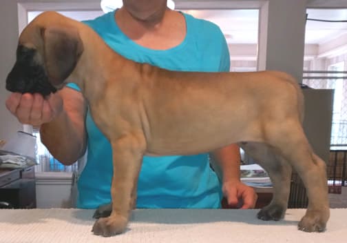 Pup 8 F Boy Tensy Denali, photo 29