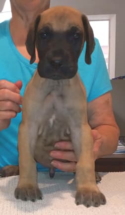 Pup 8 F Boy Tensy Denali, photo 30
