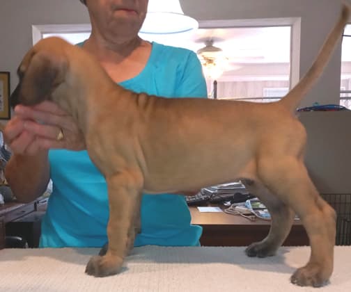 Pup 8 F Boy Tensy Denali, photo 31