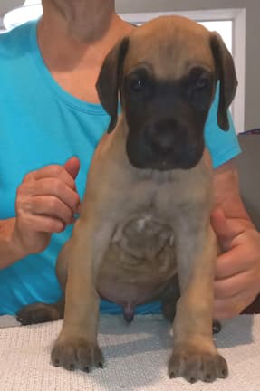 Pup 8 F Boy Tensy Denali, photo 32