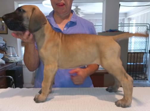 Pup 8 F Boy Tensy Denali, photo 23