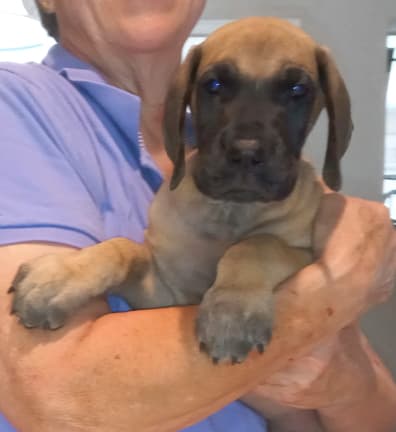 Pup 8 F Boy Tensy Denali, photo 24