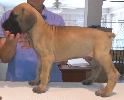 Pup 8 F Boy Tensy Denali, photo 25