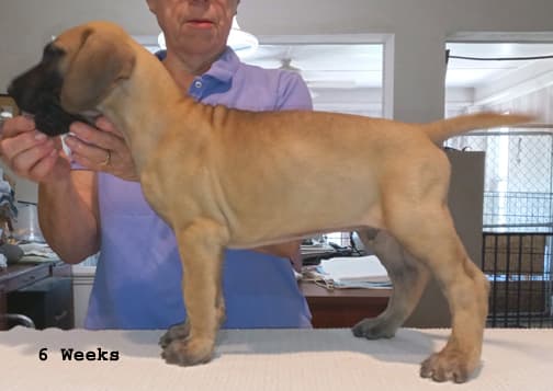 Pup 8 F Boy Tensy Denali, photo 17