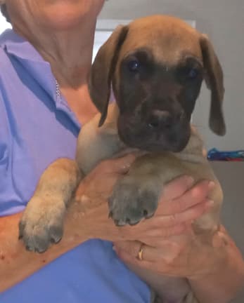 Pup 8 F Boy Tensy Denali, photo 18