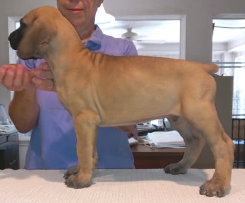 Pup 8 F Boy Tensy Denali, photo 19