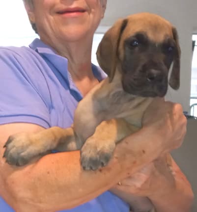 Pup 8 F Boy Tensy Denali, photo 20