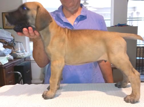 Pup 8 F Boy Tensy Denali, photo 21