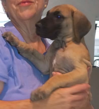 Pup 8 F Boy Tensy Denali, photo 22
