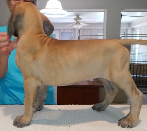 Pup 8 F Boy Tensy Denali, photo 16