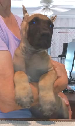 Pup 8 F Boy Tensy Denali, photo 8