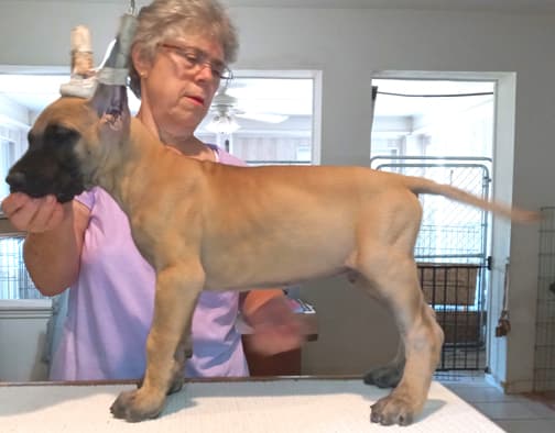 Pup 8 F Boy Tensy Denali, photo 9