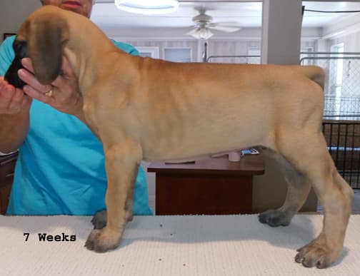 Pup 8 F Boy Tensy Denali, photo 10