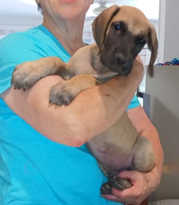 Pup 8 F Boy Tensy Denali, photo 11