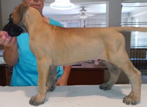 Pup 8 F Boy Tensy Denali, photo 12