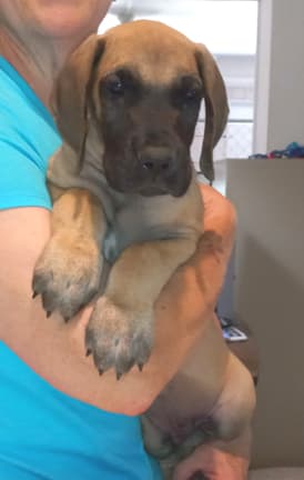 Pup 8 F Boy Tensy Denali, photo 13