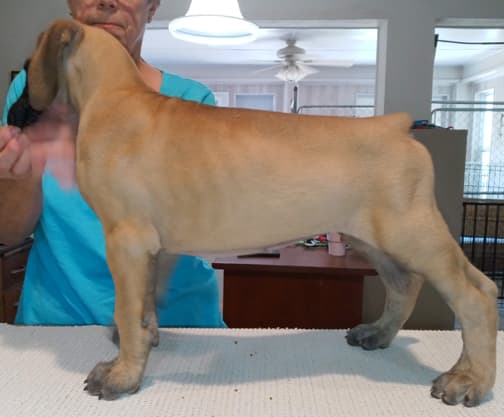 Pup 8 F Boy Tensy Denali, photo 14