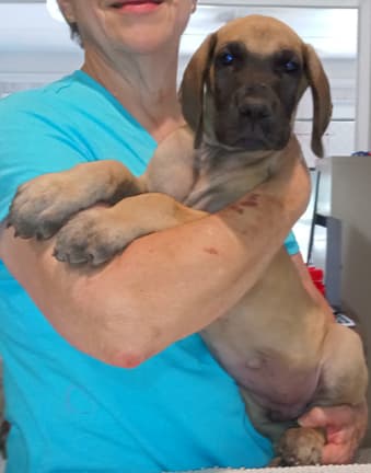 Pup 8 F Boy Tensy Denali, photo 15