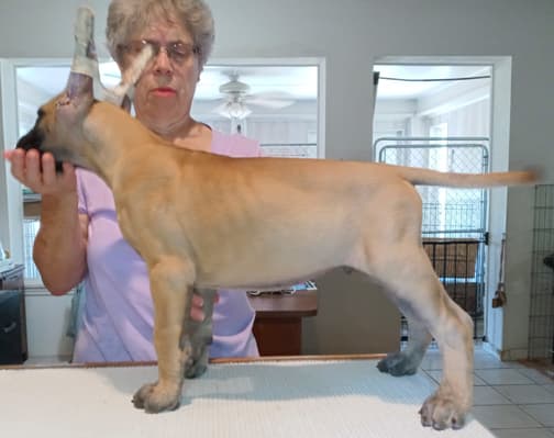 Pup 8 F Boy Tensy Denali, photo 7