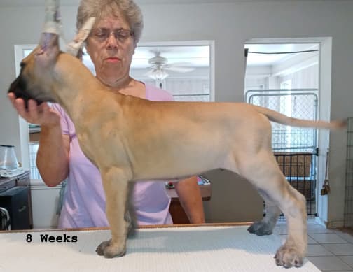 Pup 8 F Boy Tensy Denali, photo 1