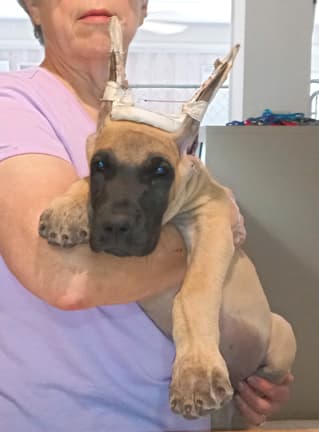 Pup 8 F Boy Tensy Denali, photo 2