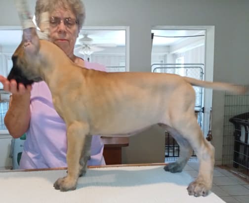 Pup 8 F Boy Tensy Denali, photo 3