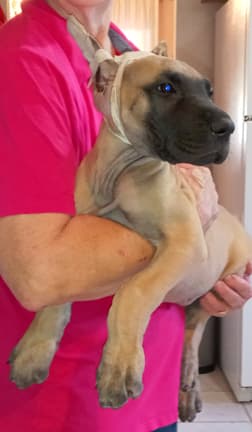 Pup 8 F Boy Tensy Denali, photo 4