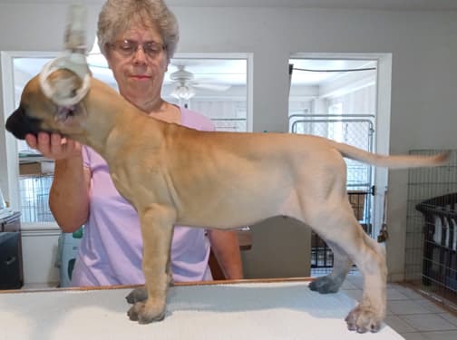 Pup 8 F Boy Tensy Denali, photo 5