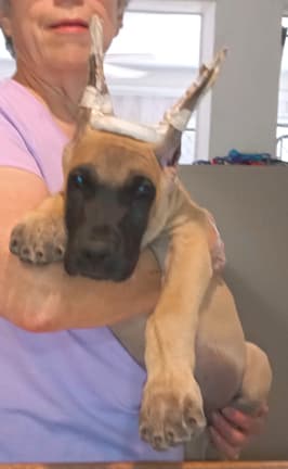 Pup 8 F Boy Tensy Denali, photo 6