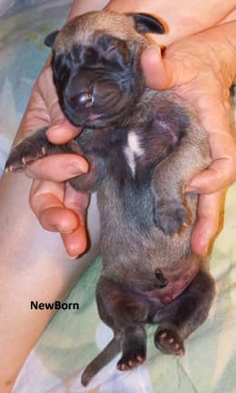 Pup 8 F Boy Tensy Denali, photo 71